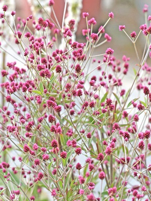 GOMPHRENA decumbens